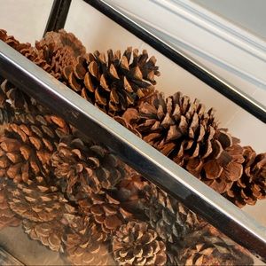 pine cones